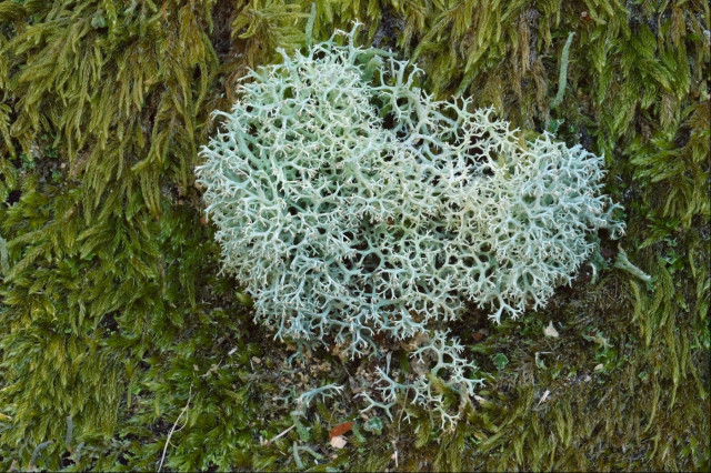 What looks like a clump of many-branched coral but which is actually a grey-green lichen that stands out from an old fence beam. It is surrounded by pale green moss, with a few tufts of smaller lichen below it