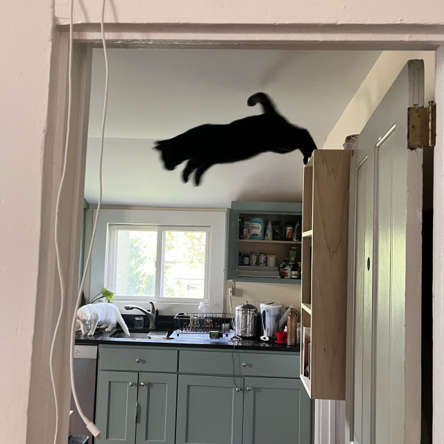 a black cat leaps off the top of a high kitchen cabinet, in mid-air, appearing to fly (his sister, a white cat who has no flying abilities, is on the kitchen sink in the background)