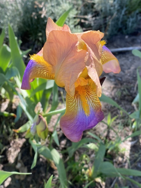 A very unusually colored German iris. Orange and purple! It's beautiful.