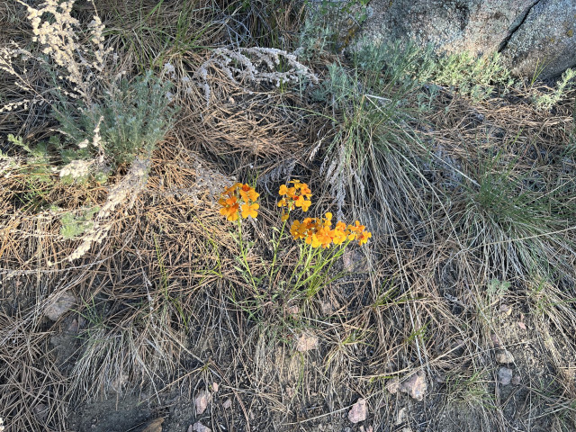 Unidentified orange flowers along trail in Lory State Park. Will try to update with proper ID at some point. 