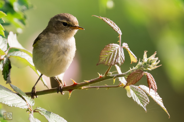 a lightly coloured warbler perched on a thorny branch