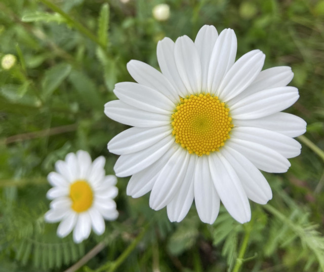 Two oxeye daisies, one larger and closer to the camera, the other smaller and in the background. They each have a yellow center with little buds forming concentric intersecting arcs that spiral out from the center. This is surrounded by flat long white petals all around, each petal about as long as the diameter of the yellow part.