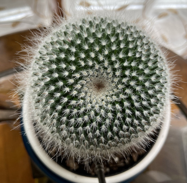 Looking straight down at a mammillaria cactus. Like the daisy, it has concentric intersecting spirals radiating out from the center, of deep green flesh with clusters of bright white spikes.