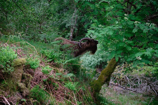 A hairy goat reaches out across a steep slope to nibble at the juicy green leaves of a tree.