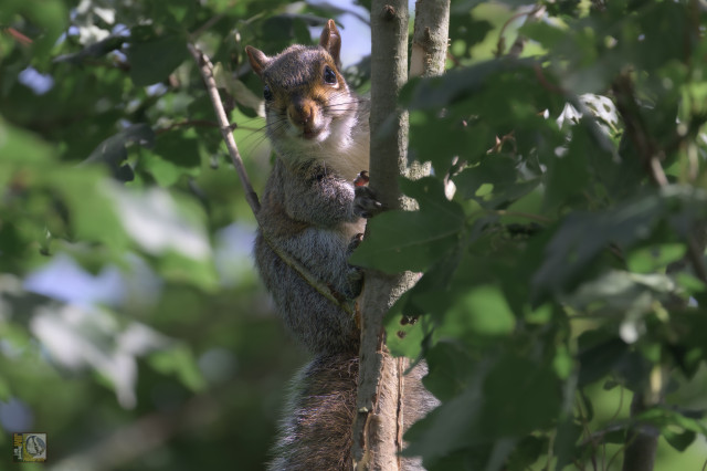 A Grey Squirrel peeking out from behind a tree