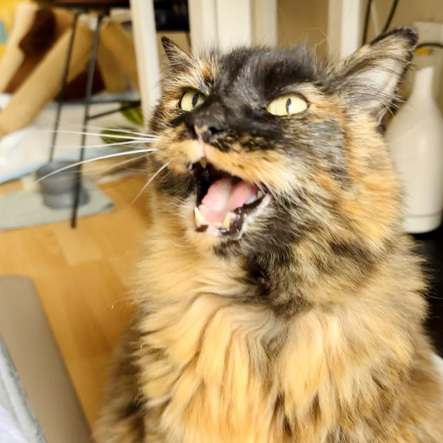 A large tortie yelling 