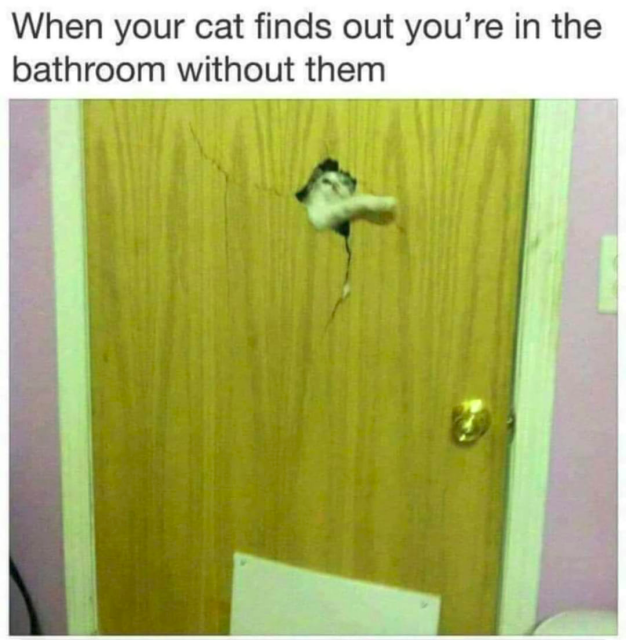 Picture of a cat reaching their paw thorugh a hole in a broken door. The caption says

"When your cat finds out you're in the bathroom without them"
