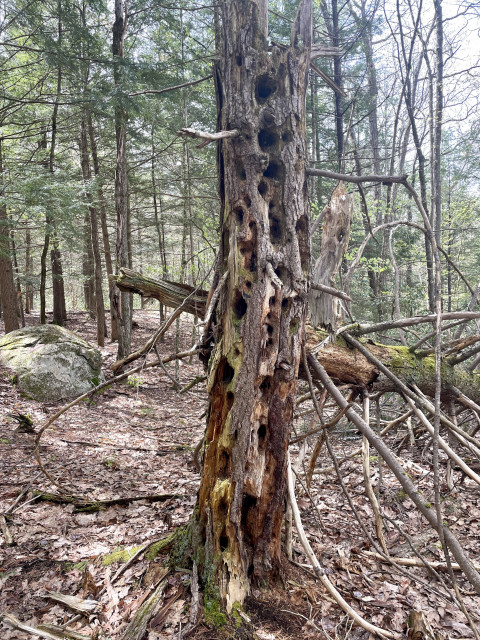 Eight foot high, standing dead tree that looks more like Swiss cheese with nearly its entire structure filled with large, gaping woodpecker holes. A few short, dead branches stick out like dry arrows. The only life present on the tree is a small gathering of green moss at its base. In the background are spindly, dead trees and branches, perhaps fallen parts of this tree. There is also a boulder and lots of living, thin hemlocks.