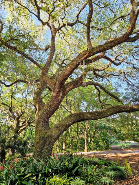 Large old Southern Live Oak Tree at the start of scenic trails on a nature preserve. With numerous chaotic branches and limbs reaching out in every direction, most lichen covered, many with moss as well as Spanish Moss.