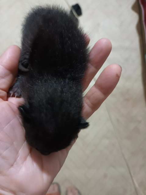 Small kitten in the palm of someone's hand.