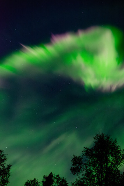 An aurora corona displays vibrant green and pink hues above a silhouette of leafy trees against a dark sky in late August, in Fairbanks, Alaska. The Northern Lights appear in dynamic, swirling patterns, filling the sky with luminous color. The trees, still bearing their leaves, are outlined starkly against the brightly colored aurora, which is a rare sight before the longer nights of autumn begin.