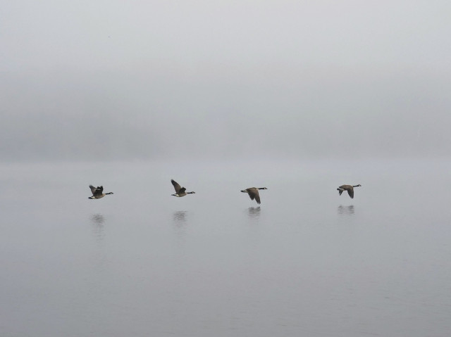 Geese flying over a foggy lake