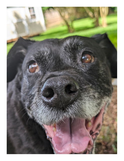daytime. extreme close-up. head and neck of black lab/pitty with gray muzzle, mouth open, tongue out. he's looking to his right. out of focus background is grassy yard, a few trees and part of a storage building.