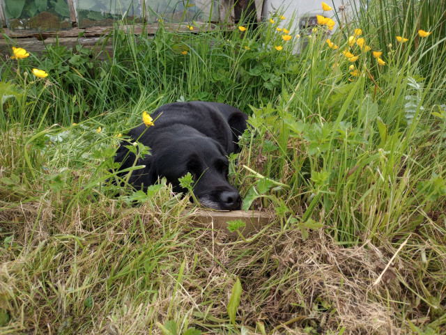 A black labrador is sleeping in amongst some long grass and buttercups, her head only just visible, her very boopable nose resting on a bit of wood. In the background, part of an old greenhouse and yet more weeds.