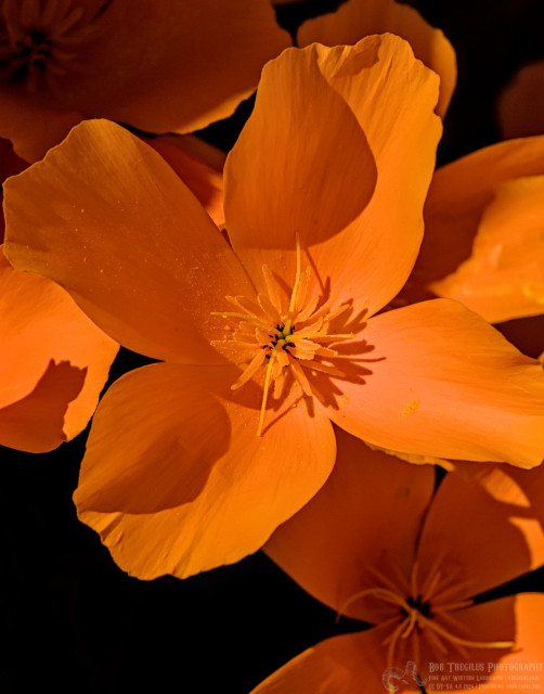 A bright orange four pedaled flower. Several other out of focus orange flowers are visible against a black background. The central in focus flower has a tuff of twenty or thirty orange stamens.