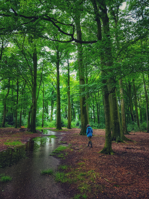A wooded area with a wide trail completely covered in standing water. Tall beech trees stand on either side. Moss grows abundantly on the roots and lower parts of the tree trunks. My mom looks tiny walking along the trees.