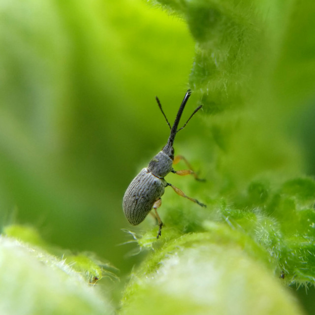 A grey weevil with yellow legs and a very long thin black snout, almost as long as her body, on a hollyhock plant.