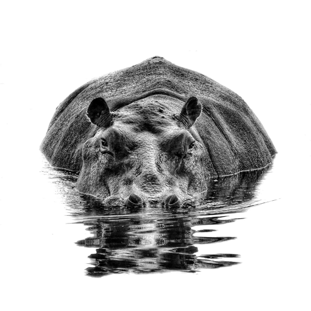 A black and white art edit of a hippopotamus floating just on top of the water with his nostrils exposed making eye contact on the Okavango Delta, Botswana 