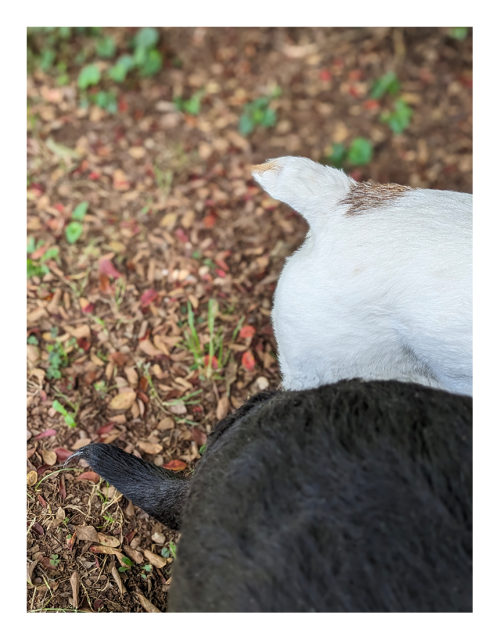daytime. the back haunches and tails of a right-facing black lab/pitty and terrier with short white coat and clipped tail. the background is plant detritus with a few sprigs of green.