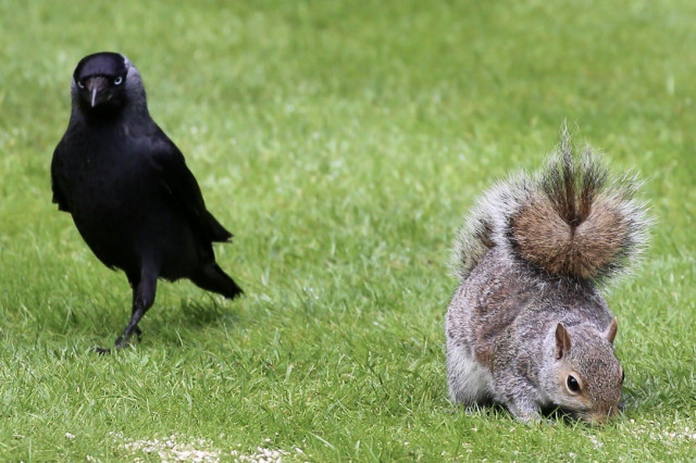 A Jackdaw on a lawn close to a Squirrel looking for seeds. I watch those two since days. There a more Jackdaws and Squirrels about, but somehow those two end up next to each other.