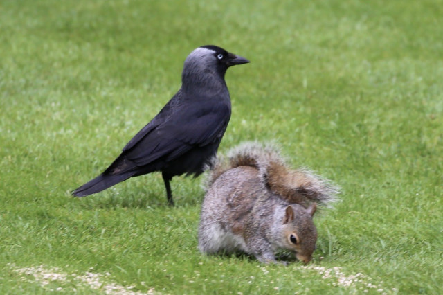 A Jackdaw on a lawn close to a Squirrel looking for seeds. I watch those two since days. There a more Jackdaws and Squirrels about, but somehow those two end up next to each other.