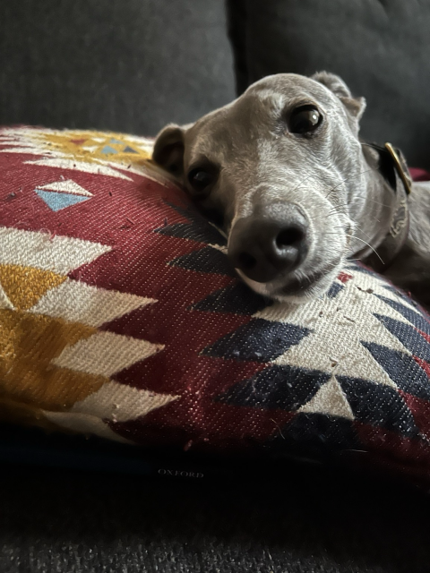 Rosie the whippet.  