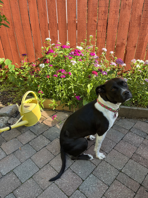 A black and white dog is facing sideways, with head turned toward the photographer (me). She is sitting on a brick-paved patio in front of a garden bed bursting with Sweet William flowers. There is a bright yellow watering can to the left side of the photo. A red fence is in the background.