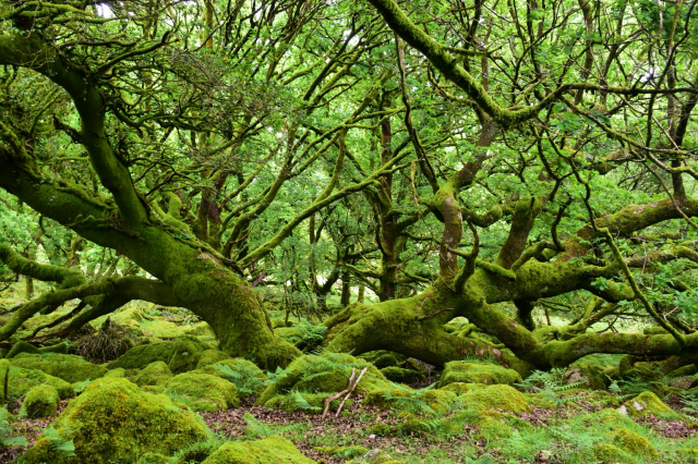 A green oaks lies on the forest floor,