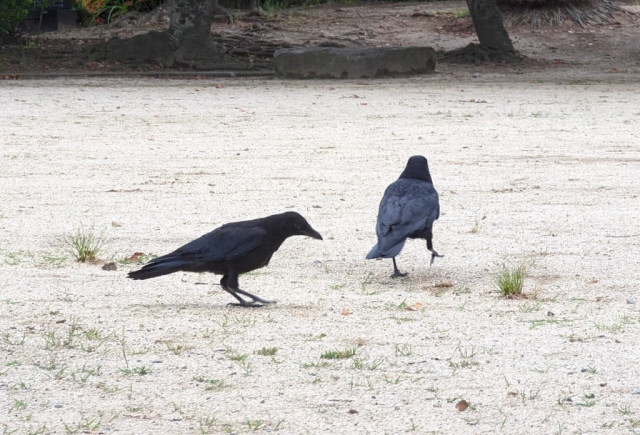 3. Wait! Are those the peanuts I heard so much about? Can I get some? Please, Mom.

(Ms. Crow is walking away, probably to store the peanuts she has in her crop. Junior is following her)