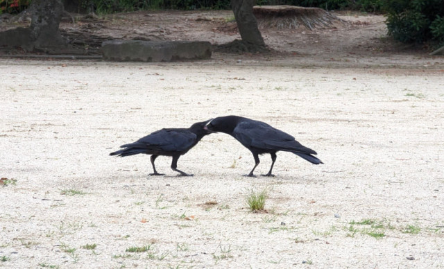 4. Thank you!!!

(Ms. Crow is giving some peanuts to Junior - the old fashioned way, but putting it directly in its mouth, like she does with babies - Junior is still a baby, just a big one)