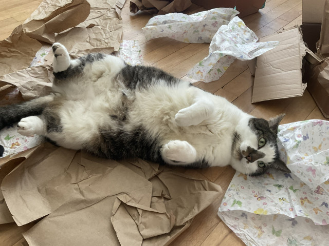 A kitty cat laying on the floor amid piles of tissue and wrapping paper