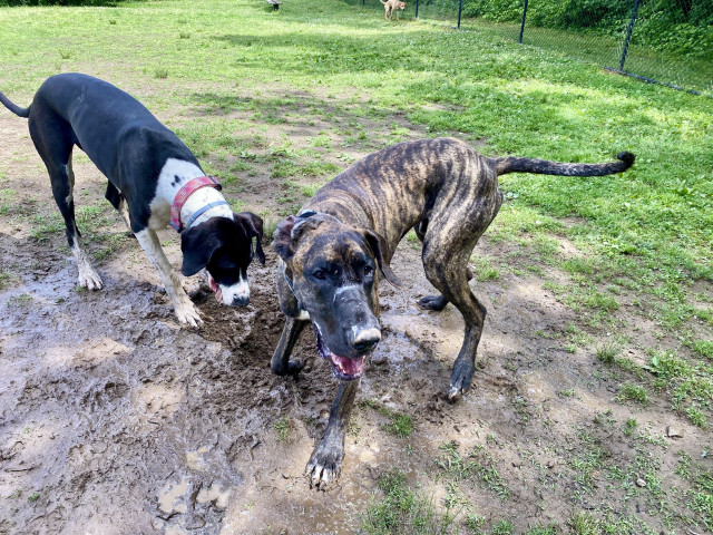 Two giant Great Danes playing 