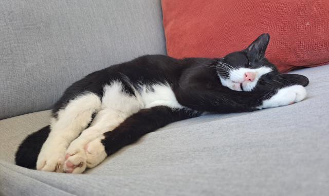 A tuxedo cat is sprawled out asleep on a gray cushion, in front of one gray and one red pillow. Her pink nose is visible! 