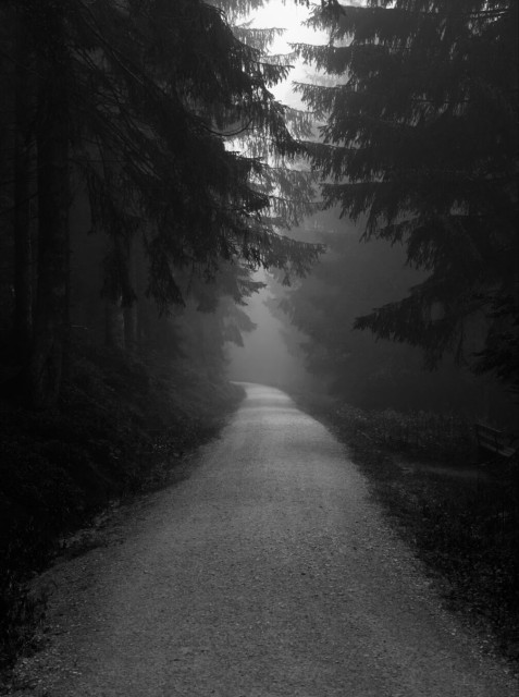 Black and white photo of a path through a foggy forest. The path leads from the viewer off into the fog, disappearing in a curve to the left. Dark conifers line the path to both sides.