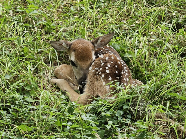 View of a tiny fawn in the grass and clover, curled up. You can see half his face pretty well. The rest is curled in.