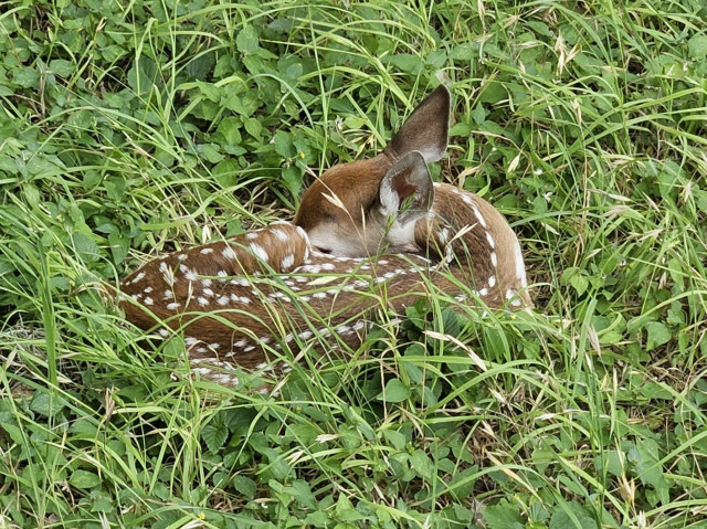 Full back view goof view of spots and curled up laying down fawn