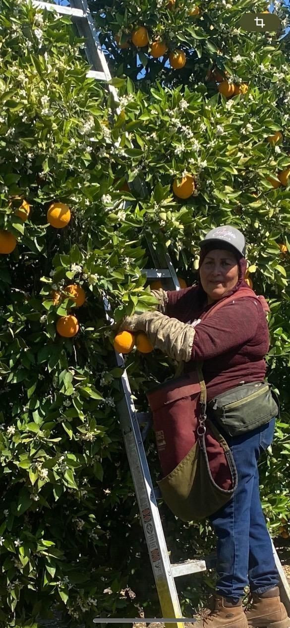 Farm workers standing on a ladder where she is harvesting oranges