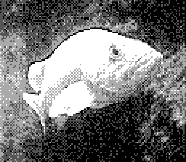 a 2-bit, black and white photo of a large aquarium fish at the Oregon zoo. the fish is fairly nicely outlined and shaded despite the incredibly low pixel count resolution of Gameboy Camera photos. 