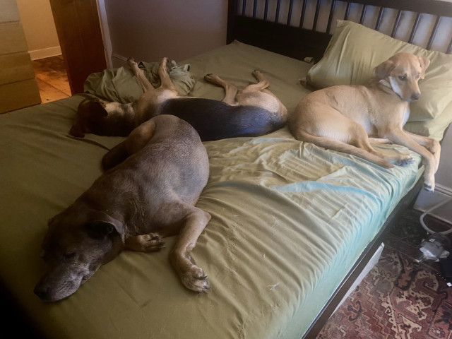 Three dogs cover a bed. 