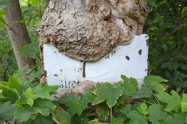 Ein weißes Schild mit unleserlicher Schrift ist in einen Baum eingewachsen
