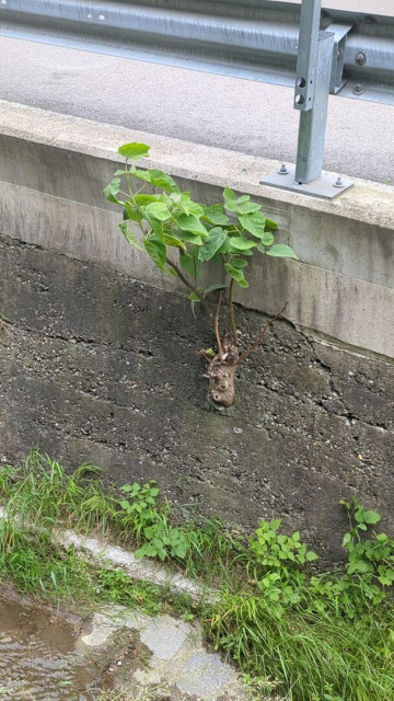 Eine Betonmauer. Obrn eine Leitplsnke einer Straße, unten ein Bach.
Mitten aus der Betonmauer wächst ein junger Baum