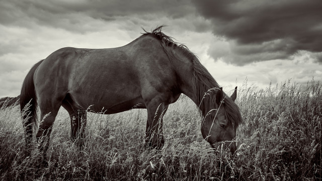 Black and white photo. A horse stands in the knee-high grass, its head sunk low into the grass to graze. Dark clouds are gathering in the sky.