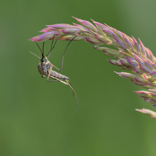 Am Ende eines Grashalm hängt eine Mücke.
Die Samen des Grashalms sind leicht rosarot. Der Hintergrund sehr unscharf und grün.