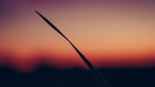 A single blade of grass against a gradient sunset background.