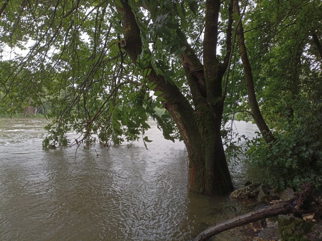 Baum mit nassem Fuß. Am Uferweg, Holzlände Regensburg.