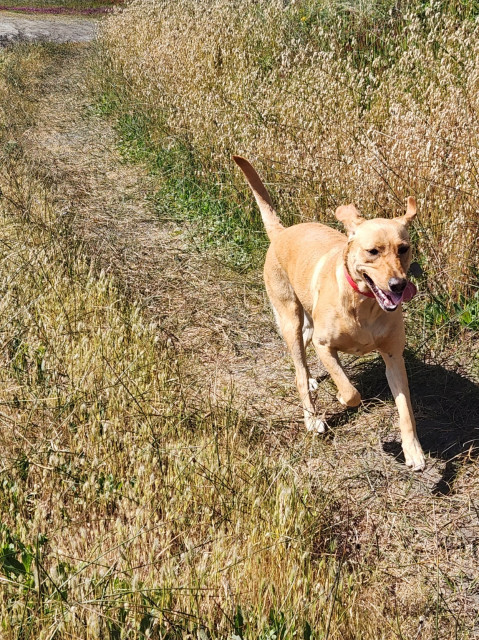 Golden Labrador retriever running on a grass beach trail.