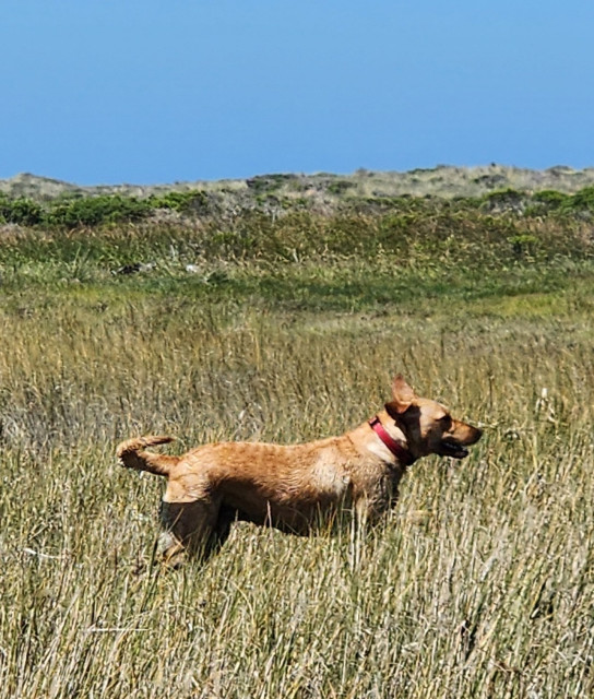 Golden Labrador retriever standing in the beach grass with ears up in the breeze.