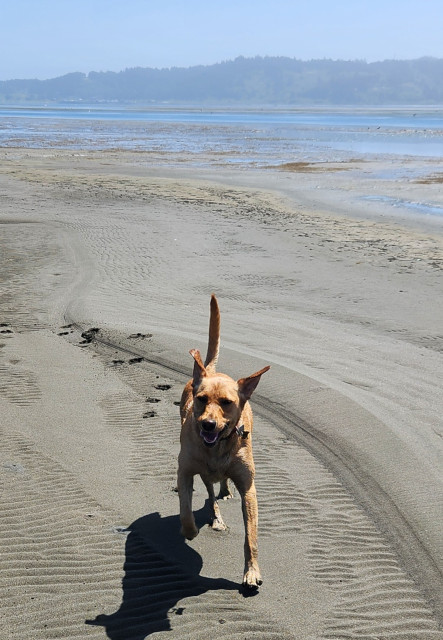 Golden Labrador retriever running toward the camera on the beach.
