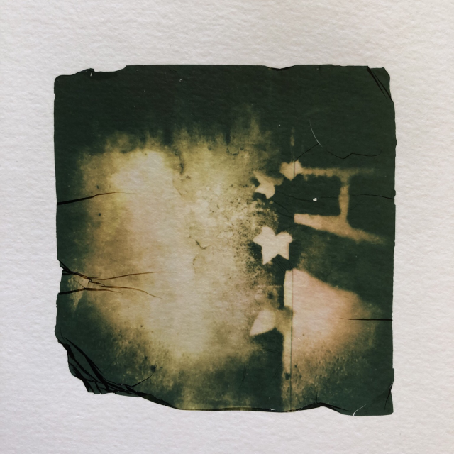 Ivy growing in gaps. Polaroid emulsion lift.