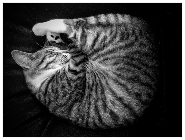 Katten Sonja sover ihoprullad i en svart fåtölj. Svartvit bild.